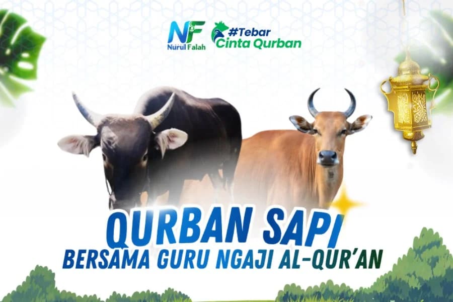 Qurban Sapi